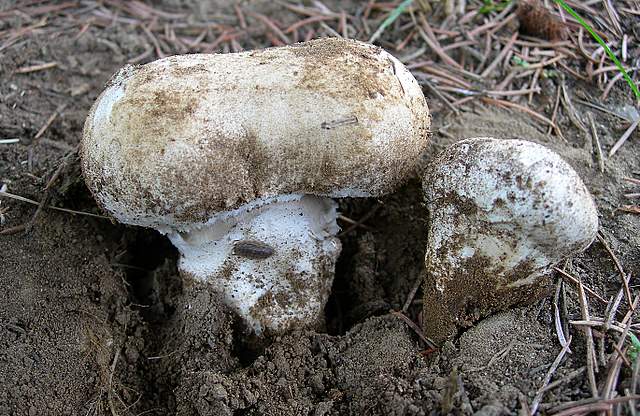 Agaricus pequinii    (Boud.)    Singer